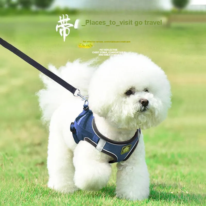Pampering Leashes-2