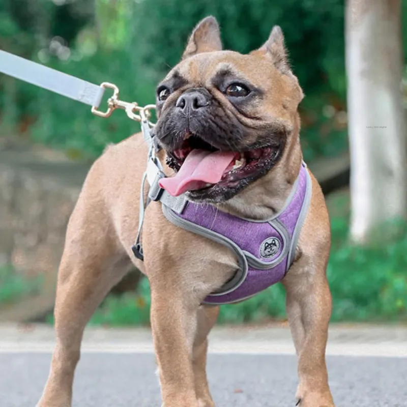 Kimpets Leashes-3