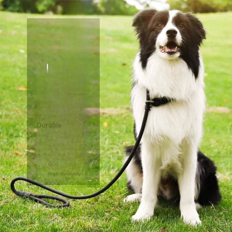 Kimpets Leashes-3