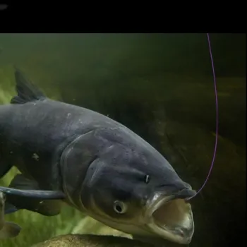 Higman Fish Line