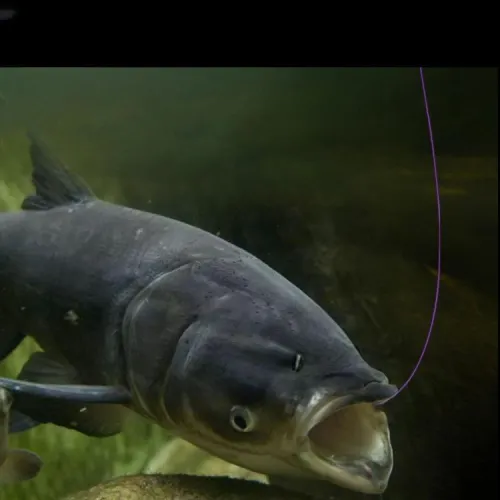 Higman Fish Line