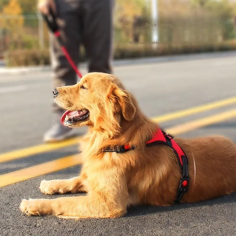 Pampering Leashes-3