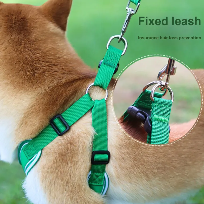 Kimpets Leashes-5
